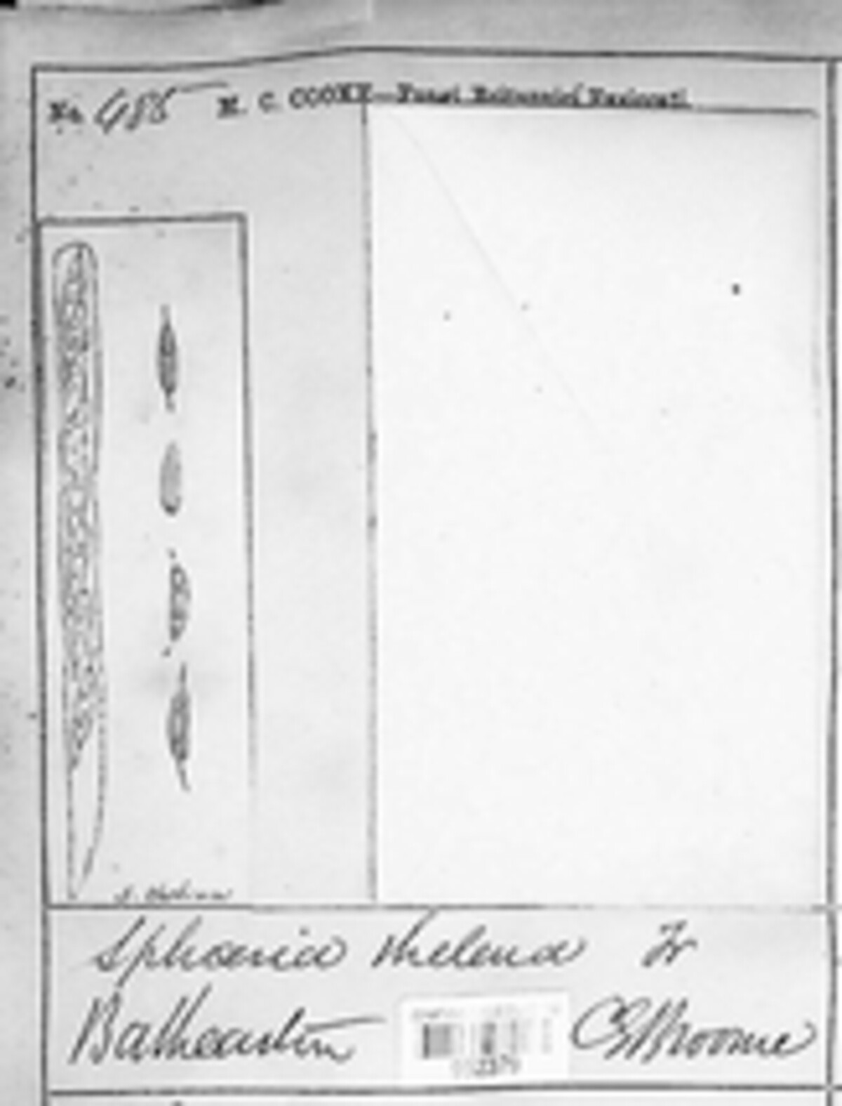 Rosellinia thelena image